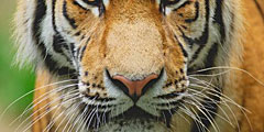 Усы тигра – сувенир этого года!